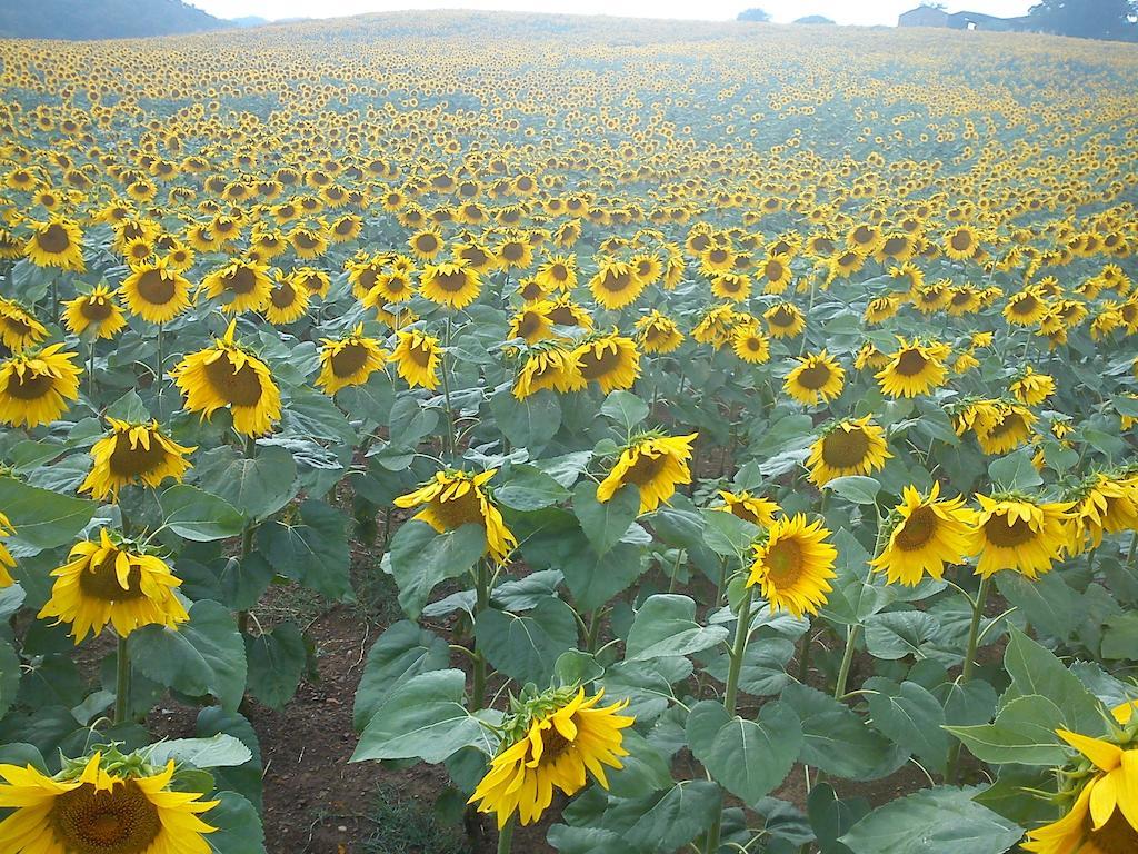 Agriturismo Santa Chiara โปมารันเช ภายนอก รูปภาพ
