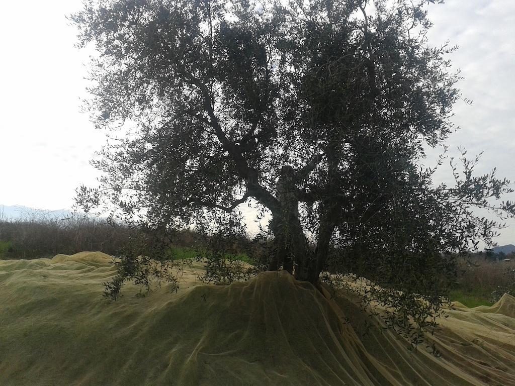 Agriturismo Santa Chiara โปมารันเช ภายนอก รูปภาพ